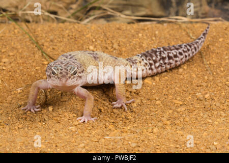 Le gecko léopard (Eublepharis macularius), une espèce de lézard de l'Asie Banque D'Images