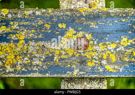 Détail d'un banc de parc avec un dossier en bois patiné avec peeling peinture bleue et verte brillante lichen, attaché à un poteau en béton au moyen d'une rus Banque D'Images