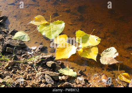 Automne fond saison, plusieurs feuilles flottant sur l'eau Banque D'Images