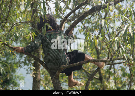 Enfant vietnamien sur un arbre, Sa Pa, Vietnam Banque D'Images