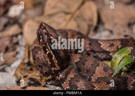 Un Western juvénile Cottonmouth (Agkistrodon leucostoma piscivores) trouvés traversant la route serpent en Union County, Illinois, États-Unis. Banque D'Images