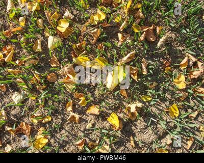 Terrain en automne. Laisse tombé dans les rangées de jeunes plants de maïs dans le champ sans fin. Saison d'automne dans la campagne. Banque D'Images