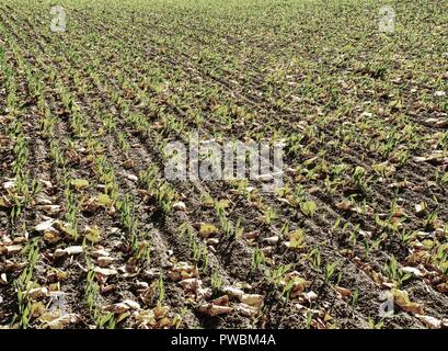 Terrain en automne. Laisse tombé dans les rangées de jeunes plants de maïs dans le champ sans fin. Saison d'automne dans la campagne. Banque D'Images