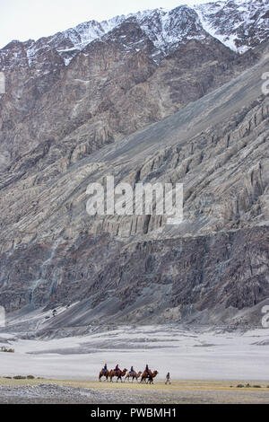 Des chameaux dans les montagnes du Karakoram , Hundar, Nubra Valley, Ladakh, Inde Banque D'Images