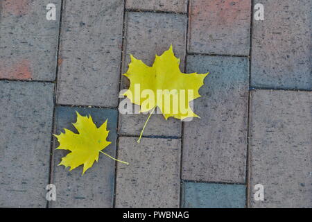 Deux feuilles d'érable jaune sur le trottoir de la place de la ville Banque D'Images