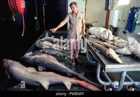 Un membre du personnel de la Commission les requins du KwaZulu-Natal (KZNSB) compte le nombre de requins capturés une nuit dans des filets tendus dans des eaux de l'océan Indien pour protéger les surfers et les baigneurs d'attaques de requins à 37 plages le long de la côte de la province de KwaZulu-Natal en Afrique du Sud. Initialement, tous les requins nettes ont été tués, comme ce fut le cas lorsque cette photographie a été prise en 1980. Peu après, la capture et d'élimination politique a changé au balisage et libérer tous les requins capturés dans les filets, qui ont sauvé la vie de plus de 4 250 de ces prédateurs marins. Photographie historique. Banque D'Images