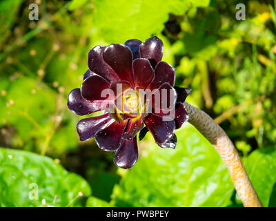 Une seule fleur de la plante de jardin vivaces succulentes Aeonium Zwartkop dans un jardin dans le sud de l'Ecosse Banque D'Images