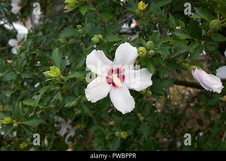 Hibiscus syriacus fleurs blanches Banque D'Images