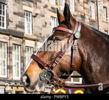 Close up of police cheval tête à Sunshine, Royal Mile, Édimbourg, Écosse, Royaume-Uni Banque D'Images