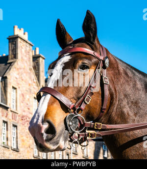 Close up of police cheval tête à Sunshine, Royal Mile, Édimbourg, Écosse, Royaume-Uni Banque D'Images