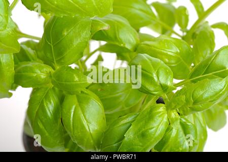 Basilic en pot Banque D'Images