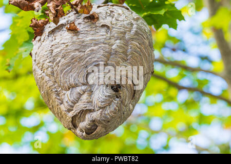 Une ruche ou nid de guêpes appartenant au papier noir et blanc wasp connu comme le pygargue à tête face hornet est souvent retrouvé pendu là-haut, dans les branches de undis Banque D'Images