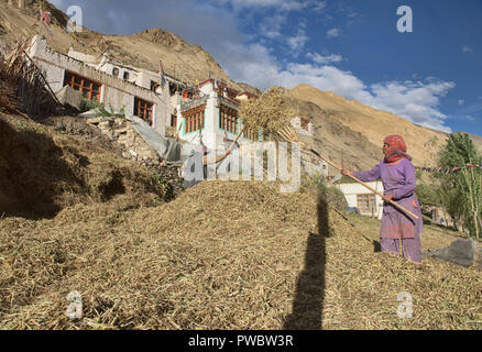 La récolte d'orge à Hinju village, Ladakh, Inde Banque D'Images