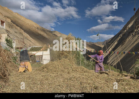 La récolte d'orge à Hinju village, Ladakh, Inde Banque D'Images