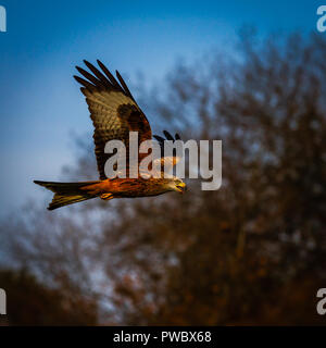 Red Kites en vol la mi-Wales UK Banque D'Images