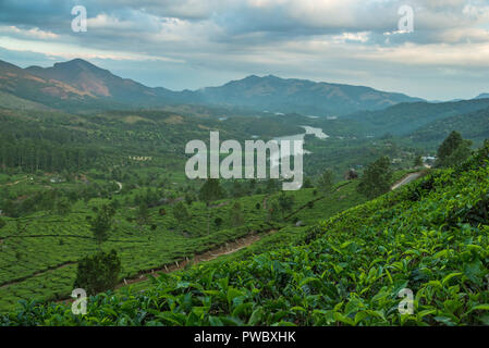Les plantations de thé dans les collines Banque D'Images