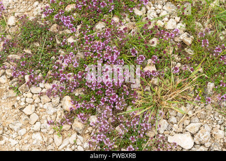 Le thym sauvage, le thymus praecox, passant à côté d'un champ cultivé en Haute-Marne, France, Europe Banque D'Images