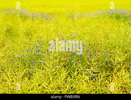 Bleuet, Centaurea cyanus, poussant dans un champ cultivé, Haute-Marne, France, Europe Banque D'Images