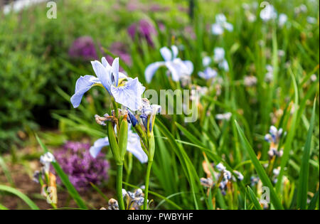 La floraison Iris bleu fleur dans la prairie. Nommé d'après la déesse grecque de l'arc-en-ciel, des iris apportent couleur au jardin et parcs au printemps et en été Banque D'Images