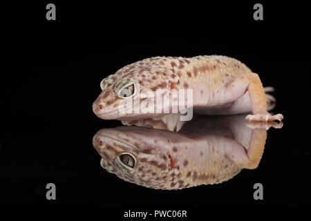 Le gecko léopard (Eublepharis macularius), une espèce de lézard de l'Asie Banque D'Images