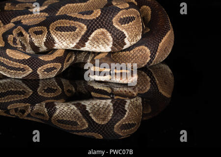 Python royal, également appelé la balle python (Python regius), une espèce de serpent reptile africain Banque D'Images