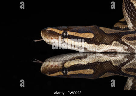 Python royal, également appelé la balle python (Python regius), une espèce de serpent reptile africain Banque D'Images