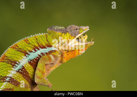 Caméléon panthère (Furcifer pardalis), un reptile colorés de Madagascar, manger des proies invertébrées (a) Banque D'Images