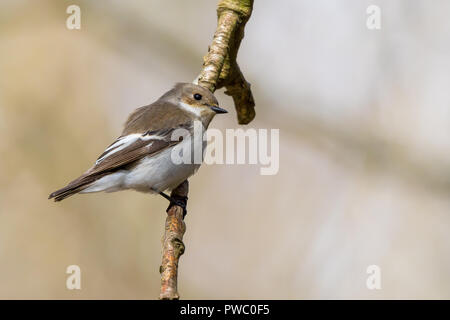 Gros plan de la femelle sauvage de flycatcher à pied britannique (Ficedula hypoleuca) perching isolé sur une branche verticale dans la lumière du soleil de printemps. Banque D'Images