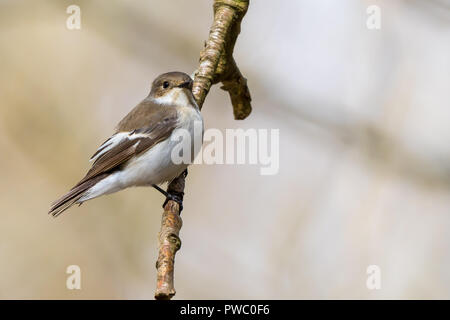 Gros plan détaillé d'un oiseau flycatcher sauvage femelle du Royaume-Uni (Ficedula hypoleuca) qui se perce sur une branche verticale, avec un arrière-plan flou. Banque D'Images