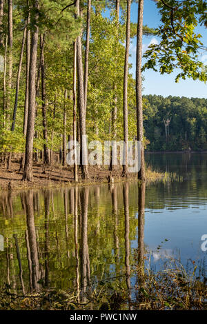 Grand pin arbres se reflétant dans le lac au coucher du soleil Banque D'Images