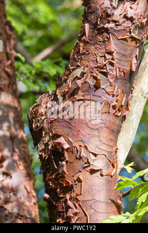 De Gros plan sur l'écorce pour le tronc d'un arbre Paperbark Maple (Acer griseum), un défaut de croissance des arbres en automne au Royaume-Uni. Banque D'Images