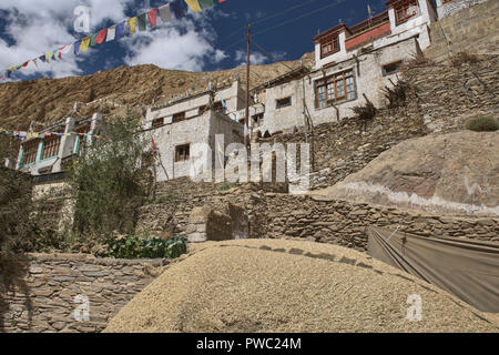 La récolte d'orge à Hinju village, Ladakh, Inde Banque D'Images