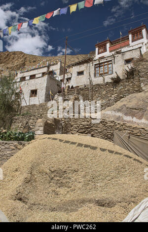 La récolte d'orge à Hinju village, Ladakh, Inde Banque D'Images