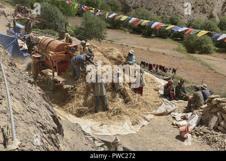 La récolte d'orge à Hinju village, Ladakh, Inde Banque D'Images