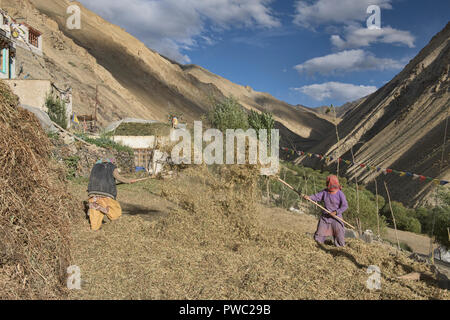 La récolte d'orge à Hinju village, Ladakh, Inde Banque D'Images