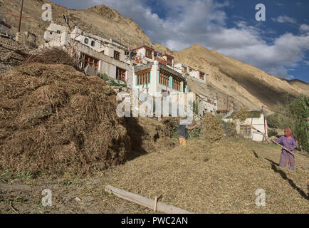 La récolte d'orge à Hinju village, Ladakh, Inde Banque D'Images