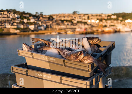 Caisses de poisson du port de Newlyn UK Banque D'Images