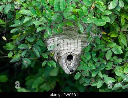 Face à tête hornet, Dolichovespula maculata, nid dans l'arbre. Pas un vrai hornet, c'est une espèce de guêpe Yellowjacket. Banque D'Images