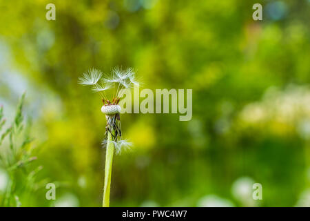 Close-up of dandelion seed head.Copy space.pissenlit moelleux sur meadow.blanches fleur d'un pissenlit. Graines de pissenlit. Banque D'Images