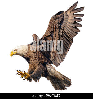 Bald Eagle fly landing part dessiner sur fond blanc illustration. Banque D'Images