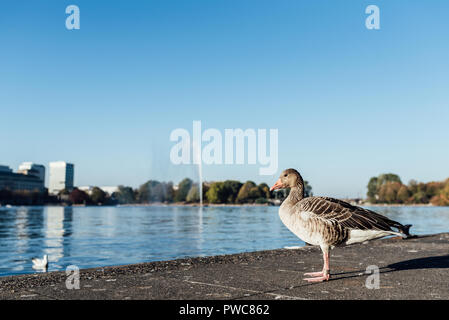 L'oie grise sur le bord du lac au lac Alster à Hambourg, Allemagne Banque D'Images