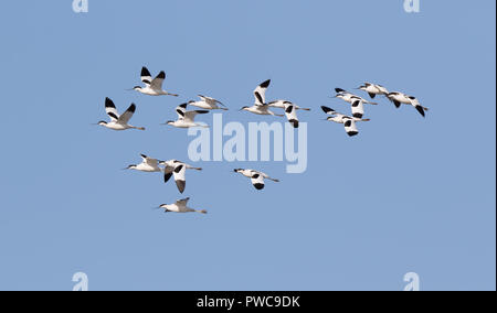 Troupeau d'avocats sauvages britanniques en vol à mi-vol (Recurvirostra avosetta), volant libre sur fond bleu ciel, en direction de gauche. Oiseaux d'avocat du Royaume-Uni. Banque D'Images