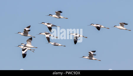 Troupeau d'oiseaux sauvages d'avocat du Royaume-Uni, piqués ensemble en vol (Recurvirostra avosetta), fond bleu ciel, cap à gauche. Volets aériens à mi-vol dans le ciel. Banque D'Images