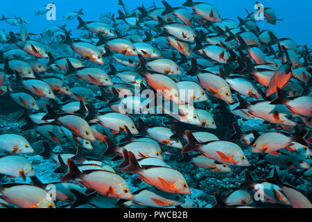 Ein Schwarm Buckel-Schnapper (Lutjanus gibbus), Kos | Humpback snapper (Lutjanus gibbus), grande école, îles Maldives Banque D'Images