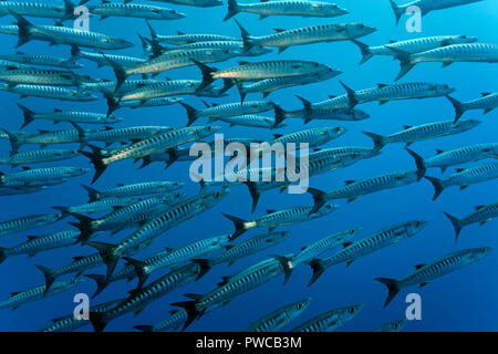 Ein Schwarm Dunkelflossen-Barrakudas (Sphyraena qenie), Sulawesi, Indonesia | barrakuda (Spyraena Blackfin qenie), la scolarisation, Sulawesi, Indonésie Banque D'Images