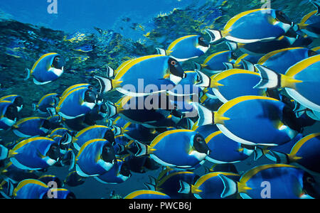 Powderblue Acanthurus leucosternon (chirurgiens), la scolarisation, Ari Atoll, Maldives Banque D'Images
