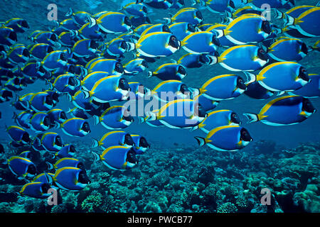 Powderblue Acanthurus leucosternon (chirurgiens), la scolarisation, Ari Atoll, Maldives Banque D'Images