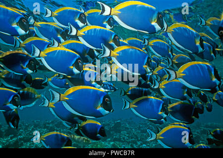 Powderblue Acanthurus leucosternon (chirurgiens), la scolarisation, Ari Atoll, Maldives Banque D'Images