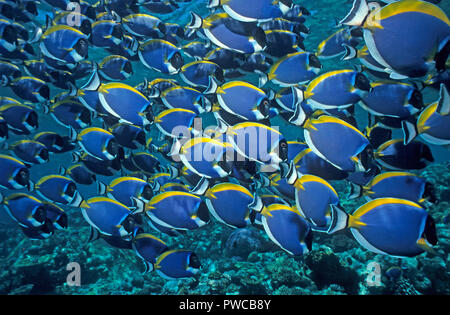 Powderblue Acanthurus leucosternon (chirurgiens), la scolarisation, Ari Atoll, Maldives Banque D'Images