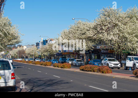 Arbres en fleurs de printemps d'ornement (éventuellement poire) line été Street, alias le Mitchell Highway à Orange, New South Wales, Australie Banque D'Images